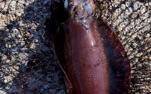 満月の大潮にヤエン釣り