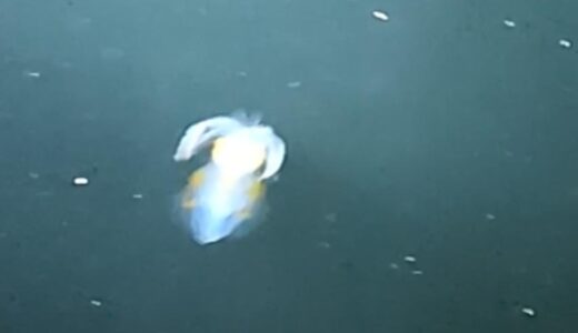 イカの赤ちゃん